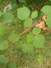 Rubus phoenicolasius