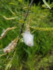 Salix lucida