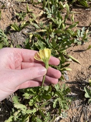 Pyrrhopappus grandiflorus