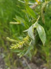 Salix lucida
