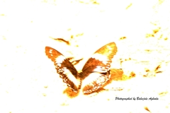 Hypolimnas salmacis salmacis