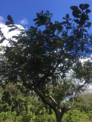 Psidium guajava image