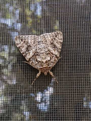 Catocala umbrosa
