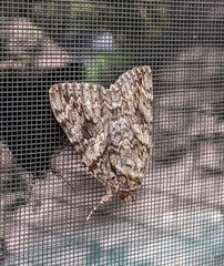Catocala umbrosa