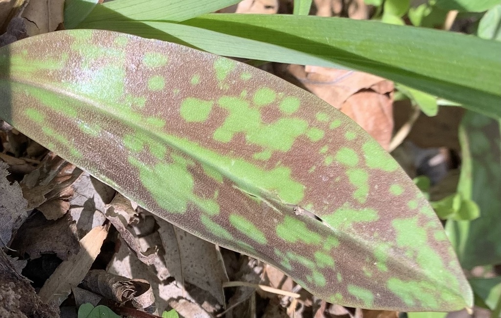 yellow trout lily from S Westbourne Rd, West Chester, PA, US on April