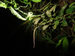 Ariamnes cylindrogaster
