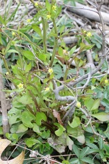Ranunculus micranthus