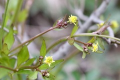 Ranunculus micranthus