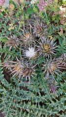 Cynara cornigera