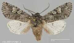 Egira variabilis