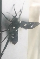 Syntomeida epilais