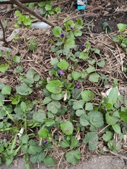 Viola odorata