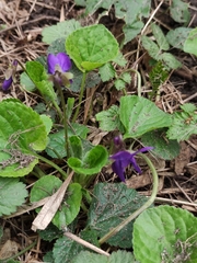Viola odorata