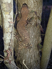 Heloderma horridum