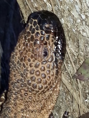 Heloderma horridum