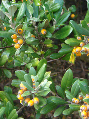 Corokia macrocarpa