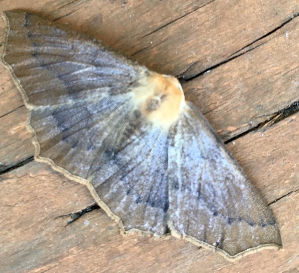 omnivorous looper