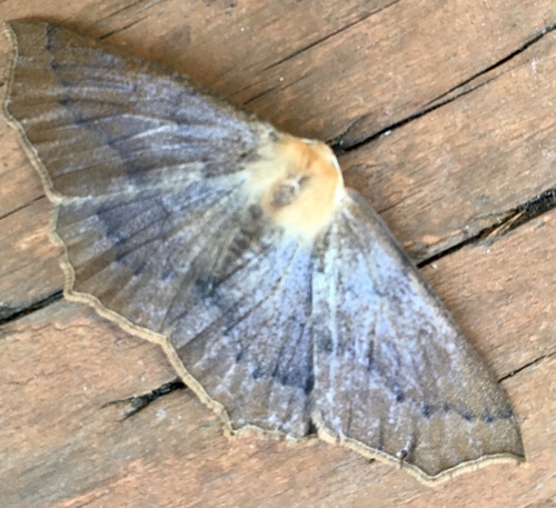 omnivorous looper