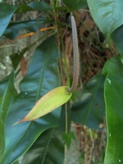 Anthurium gracile