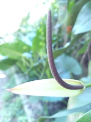 Anthurium gracile