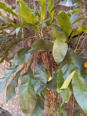 Anthurium gracile