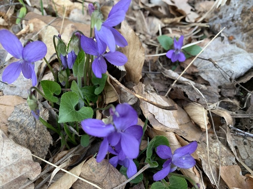 Dlakava ljubica (Viola hirta)