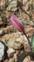 Tulipa cretica