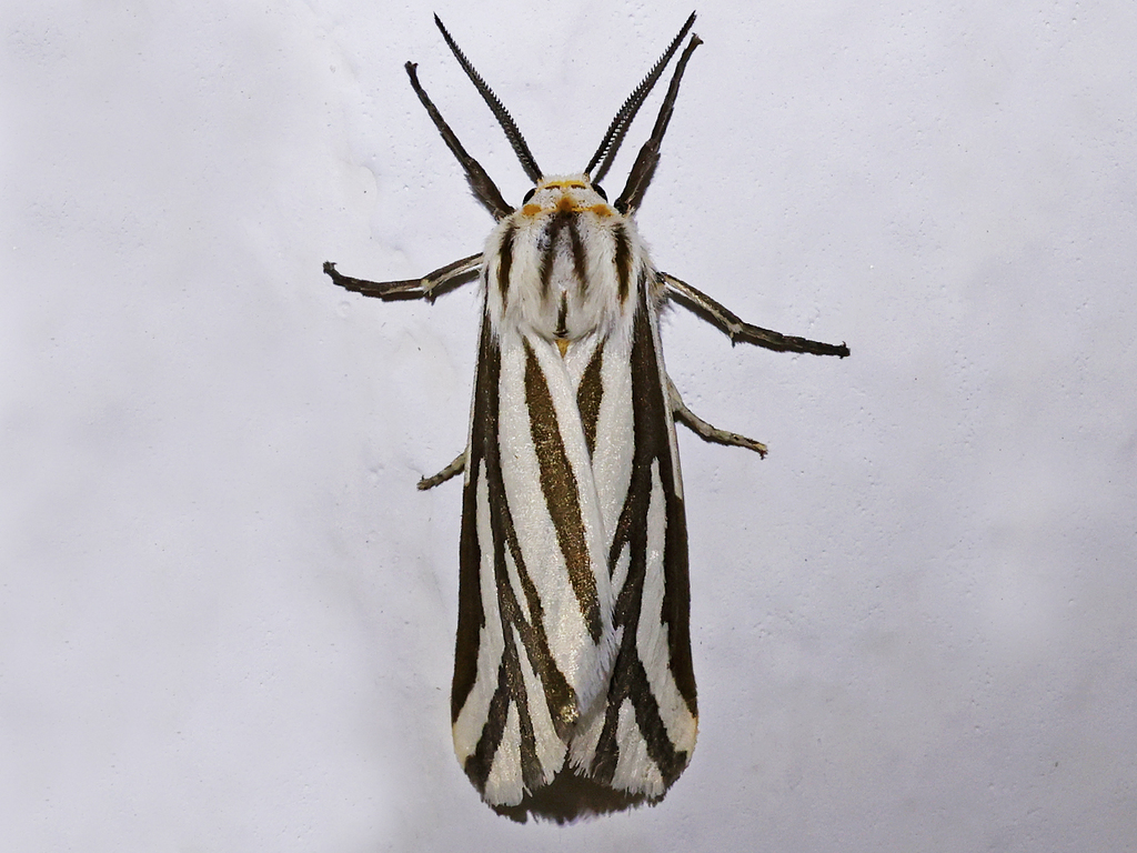 Branched Ermine