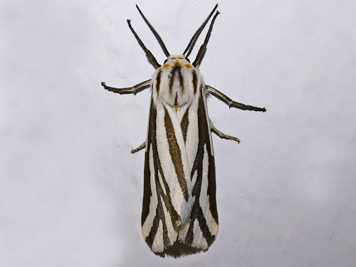 Paralacydes arborifera Butler, 1875