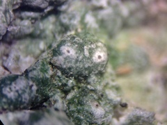 Pertusaria paratuberculifera