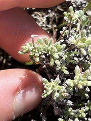 Eriogonum thymoides