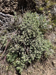 Eriogonum thymoides