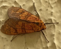 Elysius