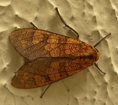 Elysius