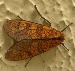 Elysius