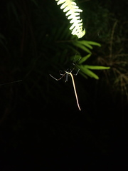 Ariamnes cylindrogaster