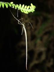 Ariamnes cylindrogaster