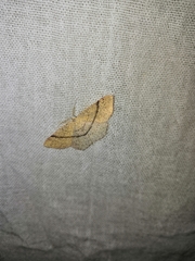 Cyclophora suppunctaria