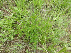 Astragalus asper