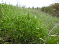 Astragalus asper