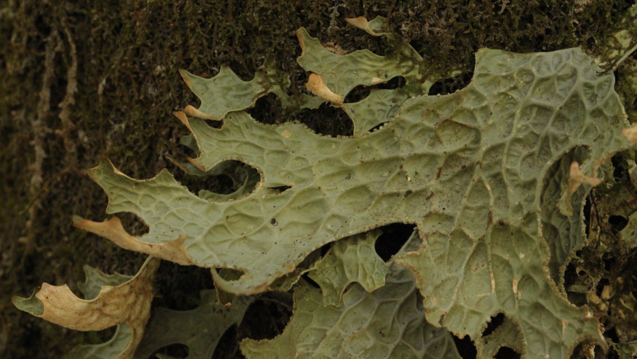 Lobaria pulmonaria image