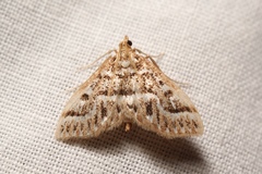 Anania murcialis