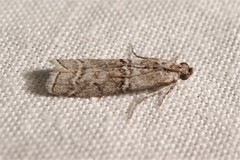 Merulempista turturella