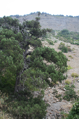 Grecian juniper (Juniperus excelsa)