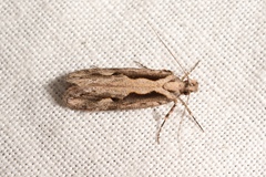 Ornativalva plutelliformis