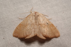 Scopula decolor