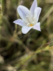Triteleia peduncularis