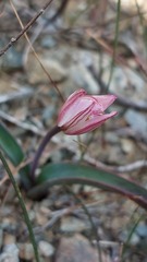 Tulipa cretica
