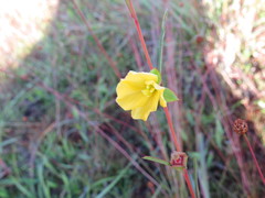 Ludwigia maritima