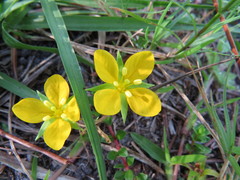 Ludwigia arcuata